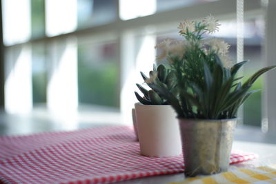 Close-up of potted plant on table at home