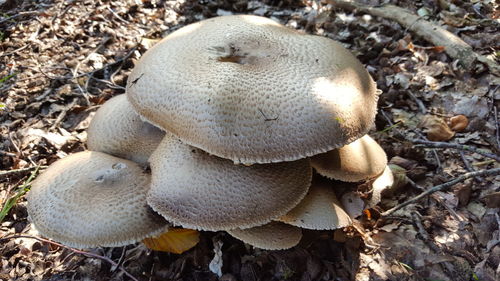 Close-up of mushrooms