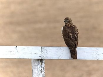 Close-up of owl perching on wood