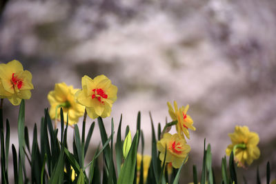 Close-up of yellow flowering plants on field