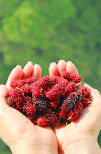 Pile of fresh picked mulberry fruits in woman's hands against green foliage