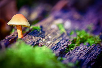 Close-up of mushroom growing on wood