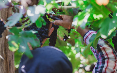 Close-up of hand holding plant