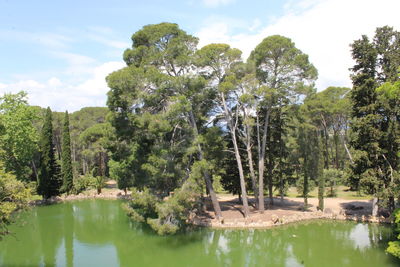 Scenic view of lake against trees in forest