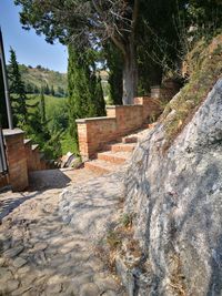 Trees growing by wall