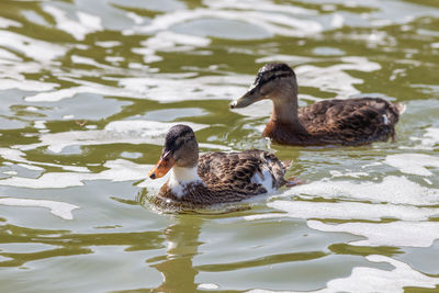 Mallard ducks swimming in lake