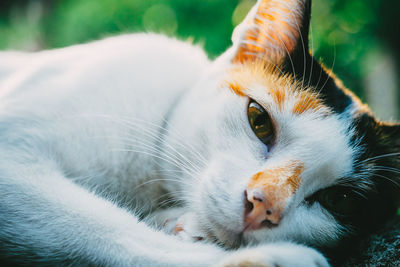 Close-up portrait of cat