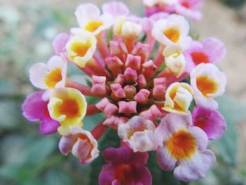 Close-up of pink flowers