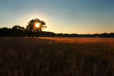 Scenic view of field against clear sky during sunset