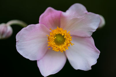 Close-up of pink flower against black background