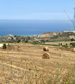 Scenic view of agricultural field by sea against sky
