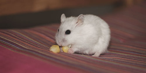 Close-up of a rabbit