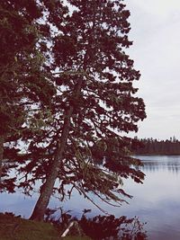 Tree by lake against sky