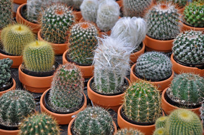 Full frame shot of succulent plants