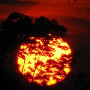 Silhouette of trees at sunset