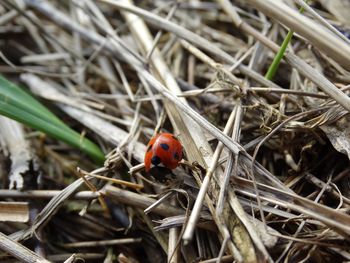 Close-up of ladybug on straw