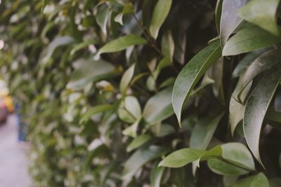 Close-up of green leaves