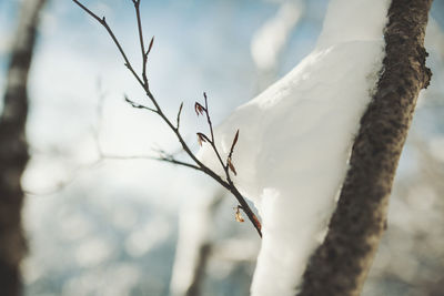 Close-up of white flower tree