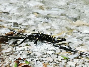 High angle view of fish in sea