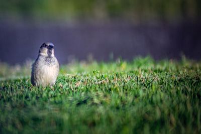 Bird perching on a field