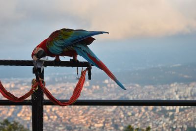 Bird perching on a pole against sky