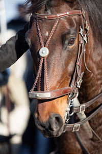 Head of a horse in gala harness with chestnut coloring.