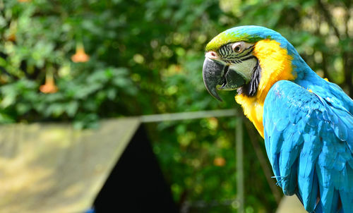 Blue and yellow parrots