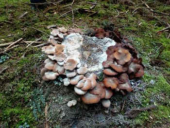 High angle view of mushrooms on field