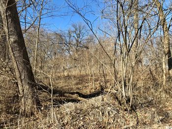 Bare trees in forest