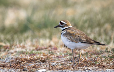 Bird perching on a field