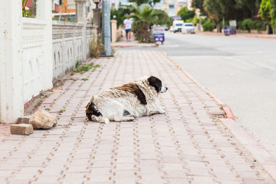 Cat sleeping on footpath