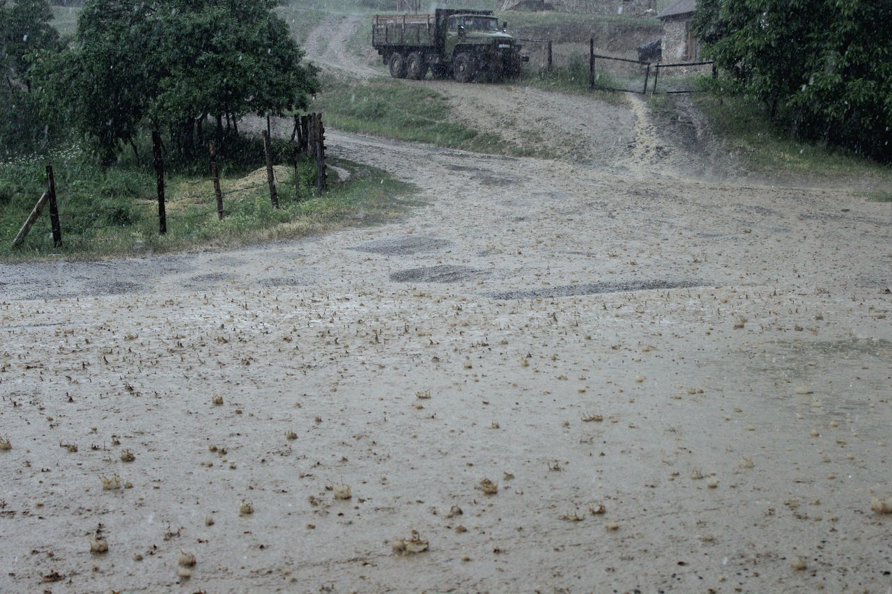 DIRT ROAD AMIDST TREES AND FIELD