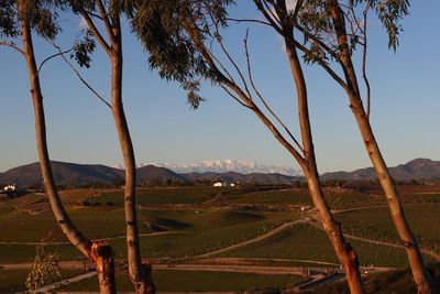 Scenic view of field against clear sky