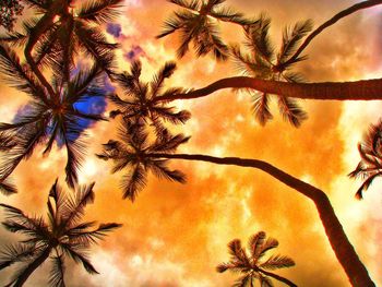 Low angle view of palm trees against sky at sunset