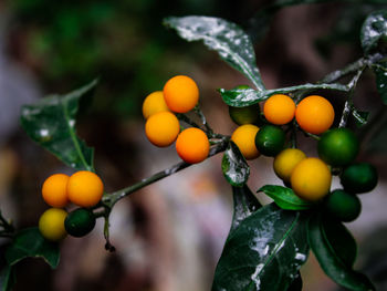 Close-up of fruits on tree