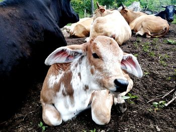 View of cows on field