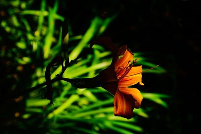 Close-up of orange flower on plant