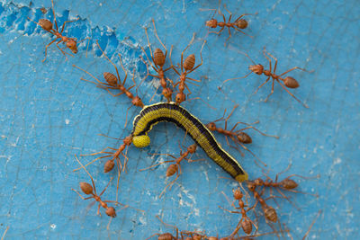 A swarm of red ants swarming to bite the caterpillars.