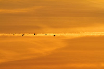 Silhouette birds flying against sky during sunset