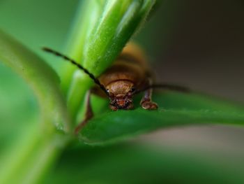 Close-up of insect on leaf