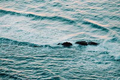 View of turtle swimming in sea