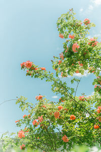 Low angle view of pink flowering plant against clear sky