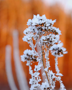 Close-up of frozen plant