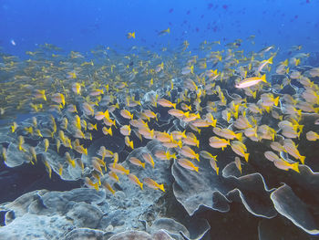 View of fish swimming in sea