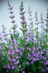 Close-up of purple flowers blooming outdoors