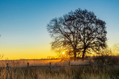 Tree on field against sky during sunset