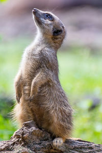 Close-up of an animal looking away