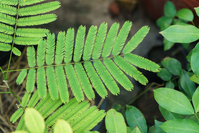 Close-up of fern leaves