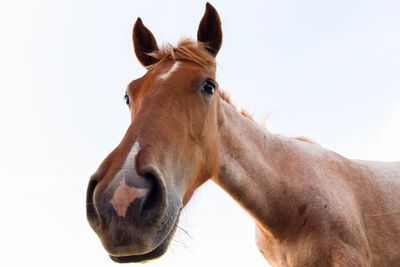 Close-up of a horse against clear sky