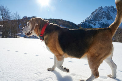 Senior beagle dog runs happy on the snow in the winter